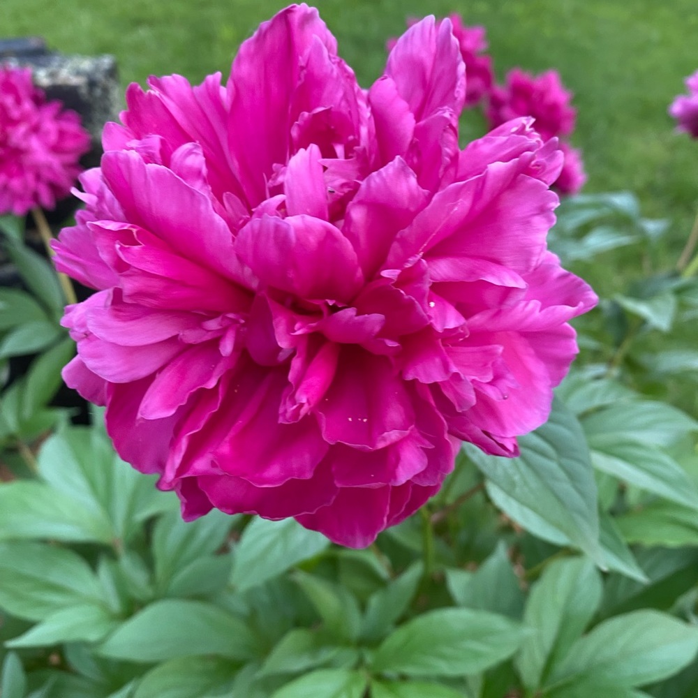 Meet your Posher, Rose